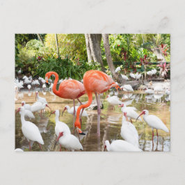 Florida Bonita Springs Pink Flamingo Travel Postkarte