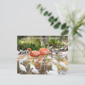 Florida Bonita Springs Pink Flamingo Travel Postkarte (Stehend Vorderseite)