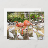 Florida Bonita Springs Pink Flamingo Travel Postkarte (Vorne/Hinten)