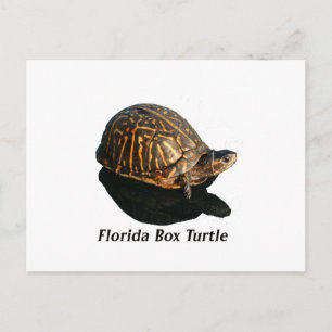 Florida Box Schildkröte Foto w Text Postkarte