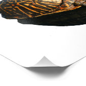 Florida Box Schildkröte Fotografie mit Schattenaus (Ecke)