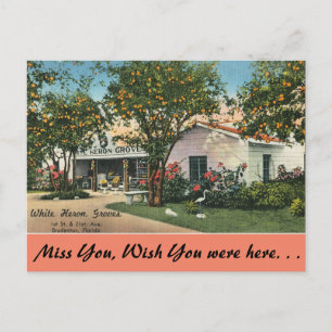Florida, Bradenton, Weiße Reiherhaine Postkarte