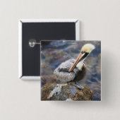Florida Brown Pelican Stehend auf Jetty Rock Button (Vorne & Hinten)