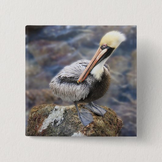 Florida Brown Pelican Stehend auf Jetty Rock Button (Vorderseite)