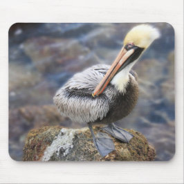 Florida Brown Pelican Stehend auf Jetty Rock Mousepad