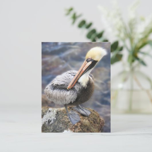 Florida Brown Pelican Stehend auf Jetty Rock Postkarte (Stehend Vorderseite)