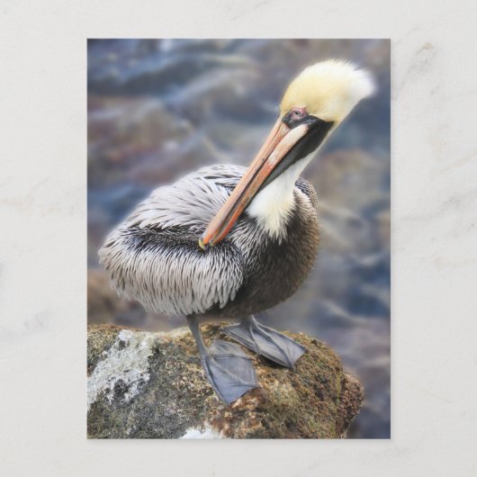 Florida Brown Pelican Stehend auf Jetty Rock Postkarte (Vorderseite)