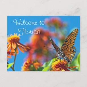 Florida Butterly Postcard Postkarte