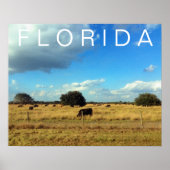 Florida Cattle Poster (Vorne)