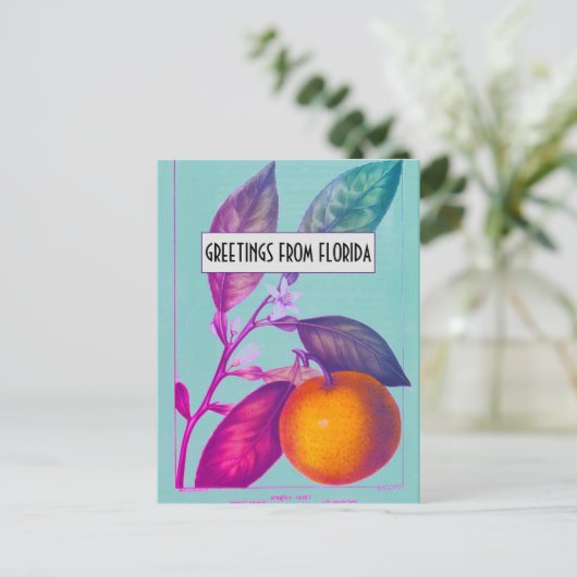 Florida Citrus Postcard Postkarte (Stehend Vorderseite)
