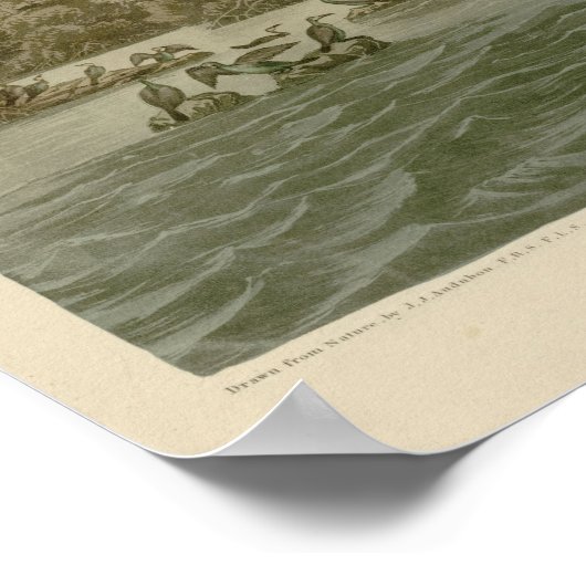 Florida Cormorant Poster (Ecke)