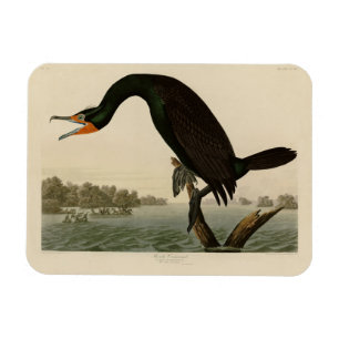 Florida Cormorant von Audubons Vögeln von Amerika Magnet