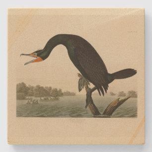 Florida Cormorant von Audubons Vögeln von Amerika Steinuntersetzer