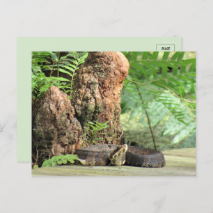 Florida Cottonmouth im Sumpf Postkarte