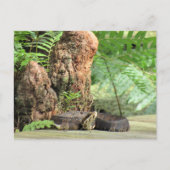 Florida Cottonmouth im Sumpf Postkarte (Vorderseite)