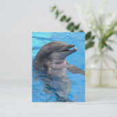 Florida-Delphin Postkarte (Stehend Vorderseite)