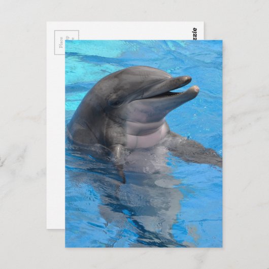Florida-Delphin Postkarte (Vorne/Hinten)