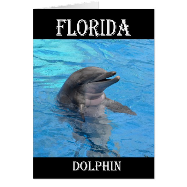 Florida Dolphin (Vorne)