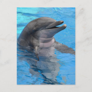 Florida Dolphin Postkarte