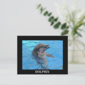 Florida Dolphin Postkarte (Stehend Vorderseite)