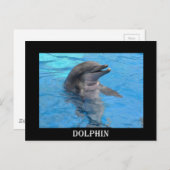 Florida Dolphin Postkarte (Vorne/Hinten)