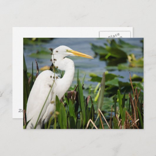 Florida Egret Postkarte (Vorne/Hinten)