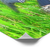 Florida Everglades Nationalpark Poster (Ecke)