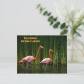 FLORIDA EVERGLADES POSTKARTE (Stehend Vorderseite)