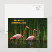 FLORIDA EVERGLADES POSTKARTE (Vorne/Hinten)