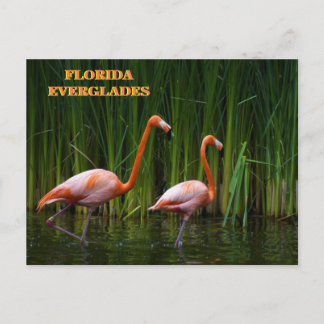 FLORIDA EVERGLADES POSTKARTE