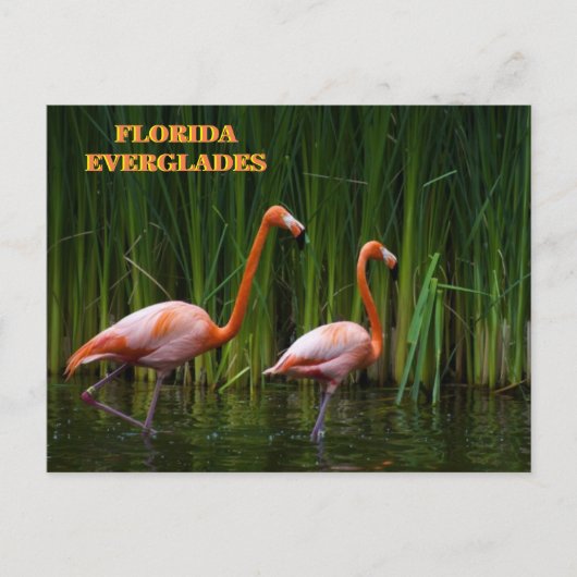 FLORIDA EVERGLADES POSTKARTE (Vorderseite)