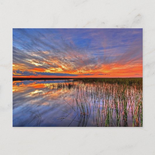 Florida Everglades Postkarte (Vorderseite)