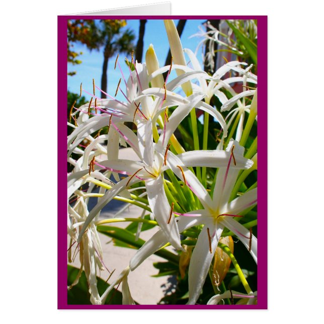 Florida exotisch (Vorne)