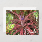 Florida Exotische blühende Pflanze Postkarte (Vorne/Hinten)