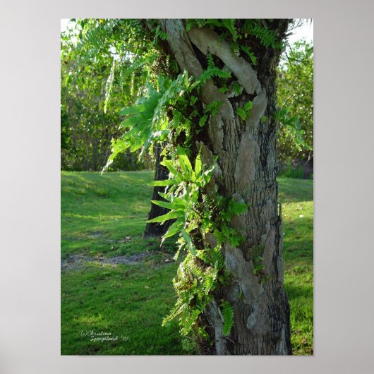 Florida ferns Palm Poster oder Print (Vorne)