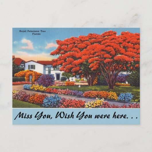 Florida, Flamboyant Postkarte (Vorderseite)