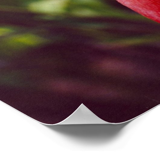 Florida Flamingo 2 Poster (Ecke)