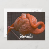 Florida Flamingo Postcard Postkarte (Vorne/Hinten)