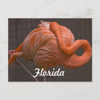 Florida Flamingo Postcard Postkarte