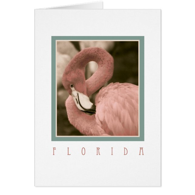 Florida Flamingos (Vorne)