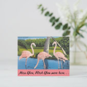 Florida, Flamingos Postkarte (Stehend Vorderseite)