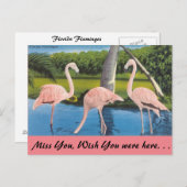 Florida, Flamingos Postkarte (Vorne/Hinten)