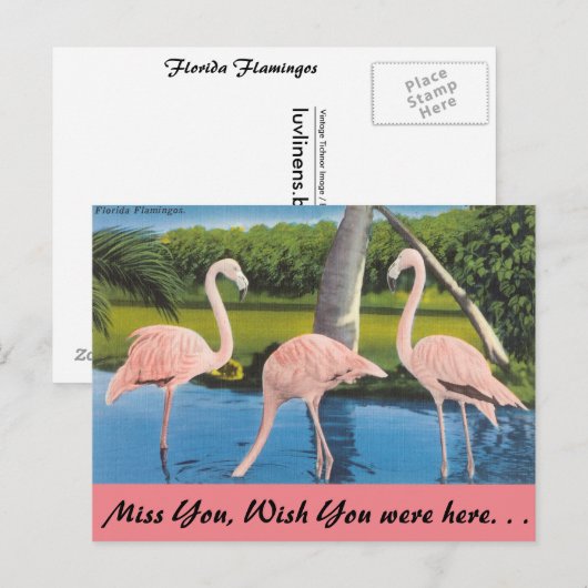 Florida, Flamingos Postkarte (Vorne/Hinten)