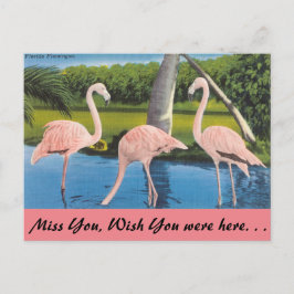Florida, Flamingos Postkarte