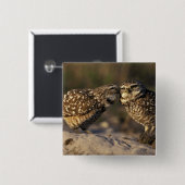 Florida, Fort Myers. Brennen der Owl Paare Button (Vorne & Hinten)