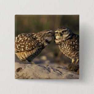 Florida, Fort Myers. Brennen der Owl Paare Button