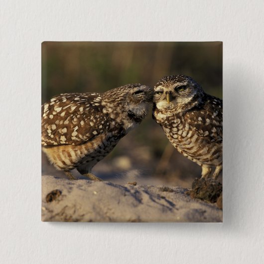 Florida, Fort Myers. Brennen der Owl Paare Button (Vorderseite)