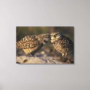 Florida, Fort Myers. Brennen der Owl Paare Leinwanddruck