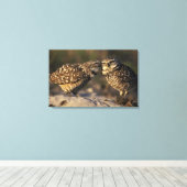 Florida, Fort Myers. Brennen der Owl Paare Leinwanddruck (Insitu (Holzboden))