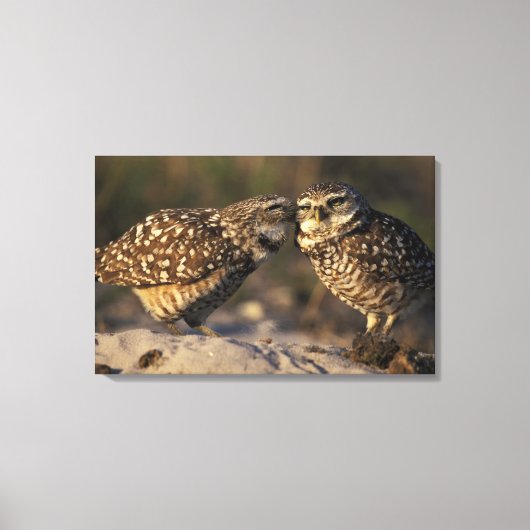 Florida, Fort Myers. Brennen der Owl Paare Leinwanddruck (Vorderseite)